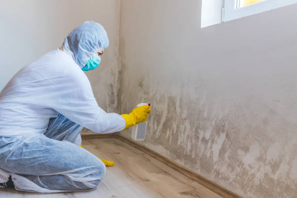 Licensed Mold Remediation service in Higgins Lake, MI - WQB Mold Removal