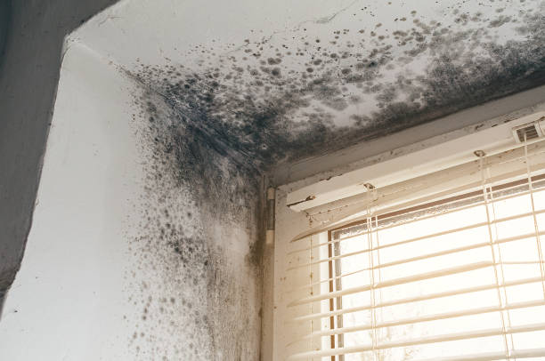 Affordable Mold Remediation solutions in Higgins Lake, MI