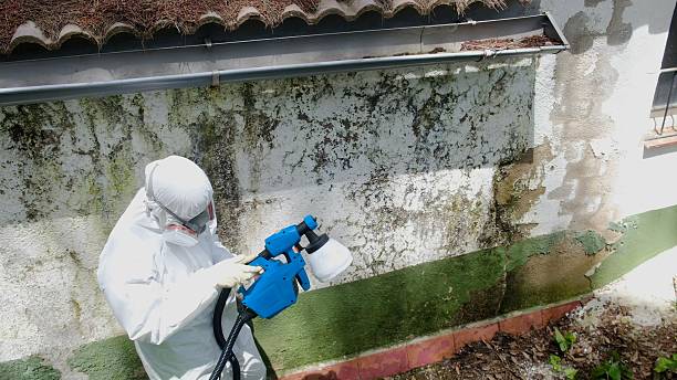 Top rated local Mold Remediation specialists in Higgins Lake, MI